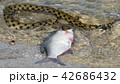 Water snake swallows fish 42686432