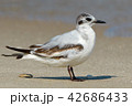 Seagull on the beach 42686433