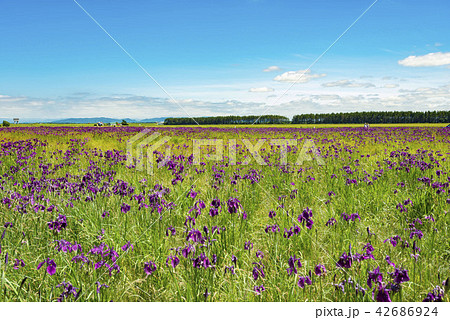 アヤメが咲く大草原の絶景 42686924