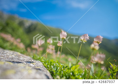 駒ケ岳 駒ケ岳 42687037