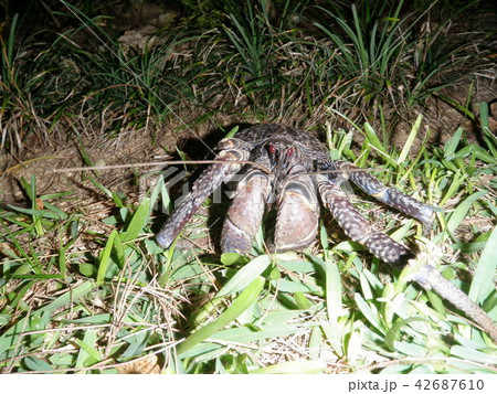 宮古島のヤシガニ 42687610