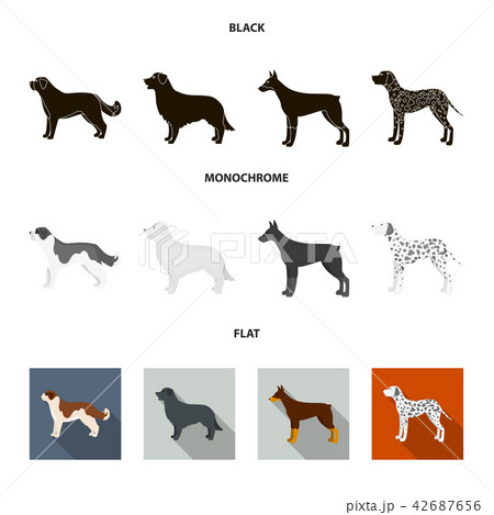 St. Bernard, retriever,doberman, labrador. Dog breeds set collection icons in black, flat 42687656