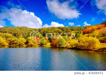 Colorful Australian autumn in Adelaide Hills Colorful Australian autumn in Adelaide Hills 42688431