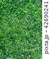 Grass closeup tecture 42690241