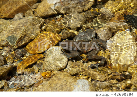 ナガレヒキガエル ナガレヒキガエル 42690294