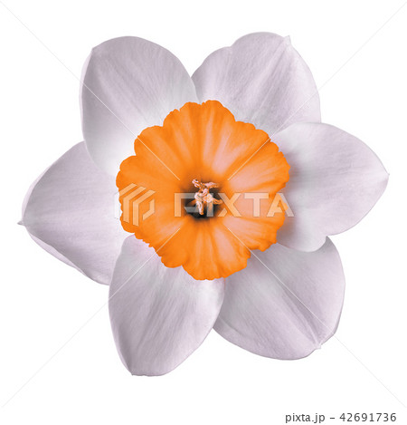 flower orange white narcissus isolated on a white flower orange white narcissus isolated on a white 42691736