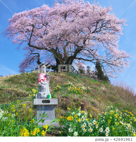 一本桜 - 発知のヒガンザクラ 42691961