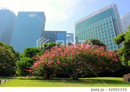 夏の浜離宮恩賜庭園 百日紅 サルスベリ の花 8月 東京都中央区の写真素材