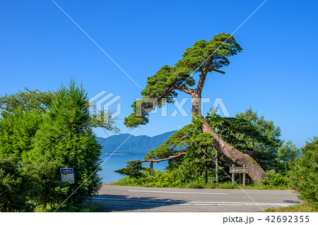 蓬莱の松　田沢湖　 42692355