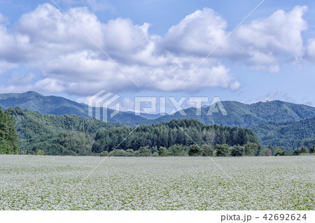 そばの花 ソバ畑 蓬坪 42692624