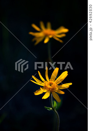 Arnica montana flower Arnica montana flower 42692830