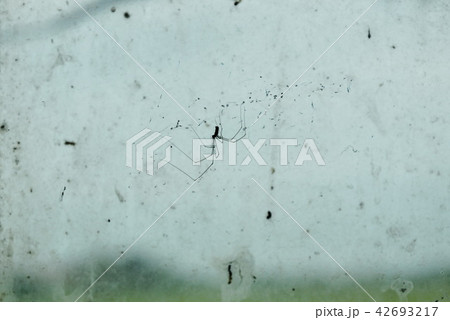 pholcidae spider hanging on net pholcidae spider hanging on net 42693217