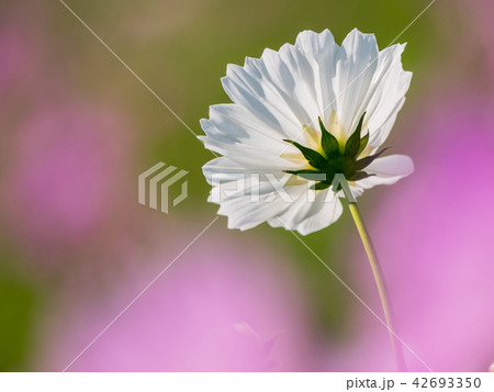 秋の花 一輪のコスモスと背景ボケの写真素材