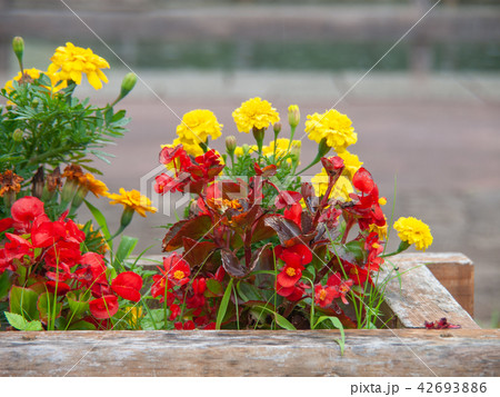 花_13 花_13 42693886