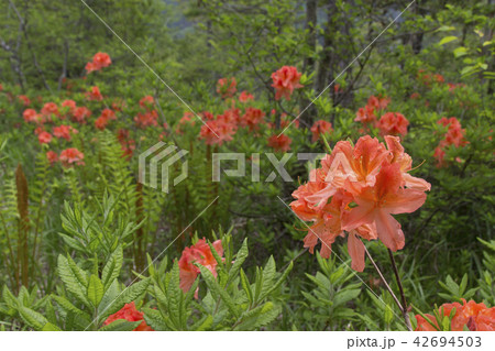 上高地 初夏の岳沢湿原のレンゲツツジ／長野県松本市 42694503
