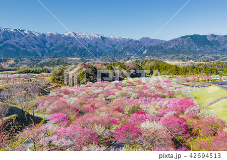 いなべ市梅林公園 42694513