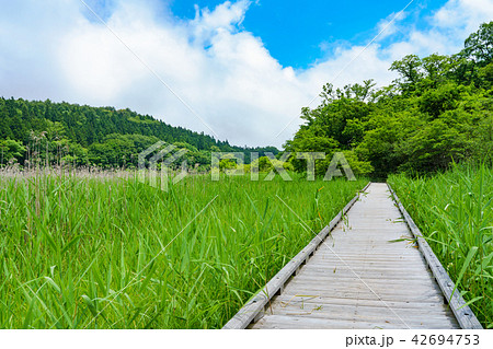 栃木県那須塩原 大沼園地 ヨシ原湿地(7月) 栃木県那須塩原 大沼園地 ヨシ原湿地(7月) 42694753