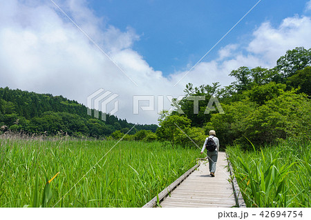 栃木県那須塩原　大沼園地　ヨシ原湿地（7月） 42694754