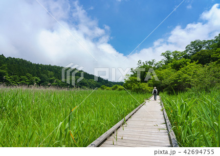 栃木県那須塩原　大沼園地　ヨシ原湿地（7月） 42694755