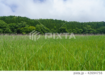 栃木県那須塩原 大沼園地 ヨシ原湿地(7月) 栃木県那須塩原 大沼園地 ヨシ原湿地(7月) 42694756