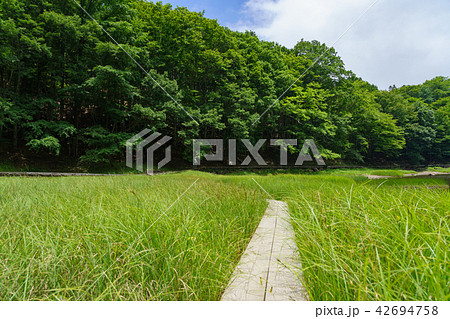 栃木県那須塩原 大沼園地 大沼(7月) 栃木県那須塩原 大沼園地 大沼(7月) 42694758