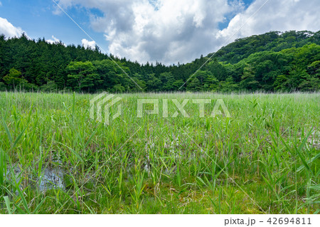 栃木県那須塩原 ヨシ沼(7月) 栃木県那須塩原 ヨシ沼(7月) 42694811