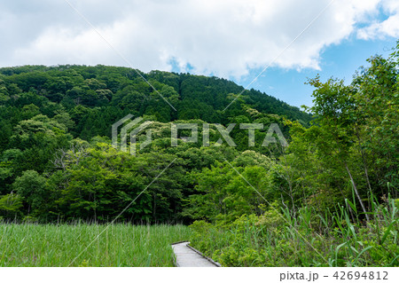 栃木県那須塩原 ヨシ沼(7月) 栃木県那須塩原 ヨシ沼(7月) 42694812