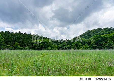 栃木県那須塩原 ヨシ沼(7月) 栃木県那須塩原 ヨシ沼(7月) 42694815
