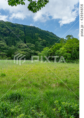 栃木県那須塩原　ヨシ沼（7月） 42694856
