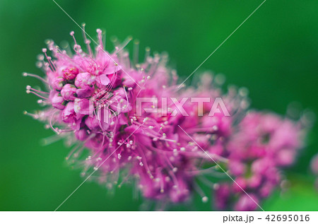 Purple blooming Spiraea salicifolia flowers. Purple blooming Spiraea salicifolia flowers. 42695016
