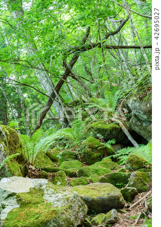 栃木県那須塩原 塩原自然研究路の緑(7月) 栃木県那須塩原 塩原自然研究路の緑(7月) 42695027