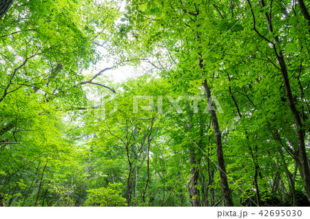 栃木県那須塩原 塩原自然研究路の緑(7月) 栃木県那須塩原 塩原自然研究路の緑(7月) 42695030