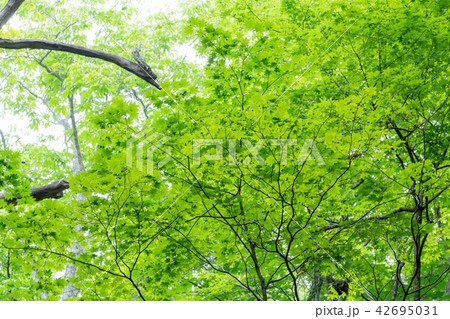 栃木県那須塩原 塩原自然研究路の緑(7月) 栃木県那須塩原 塩原自然研究路の緑(7月) 42695031
