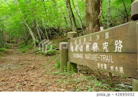 栃木県那須塩原 塩原自然研究路 富士山(新湯富士)(7月) 栃木県那須塩原 塩原自然研究路 富士山(新湯富士)(7月) 42695032