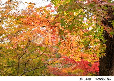栃木県 色付くカエデ(11月) 栃木県 色付くカエデ(11月) 42695103