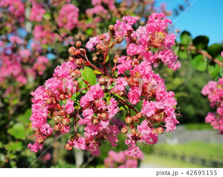 サルスベリの花 サルスベリの花 42695155