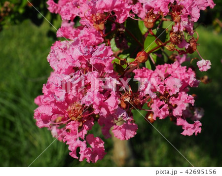 サルスベリの花 サルスベリの花 42695156