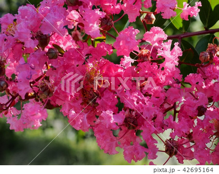 サルスベリの花 42695164