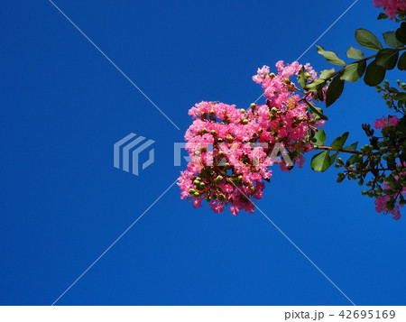 サルスベリの花 42695169