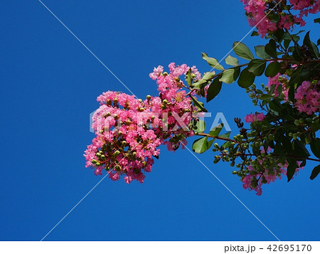 サルスベリの花 42695170