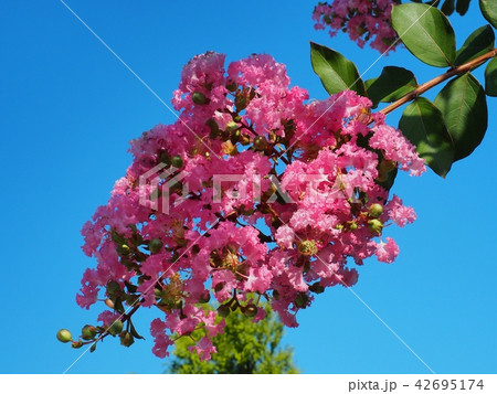 サルスベリの花 サルスベリの花 42695174