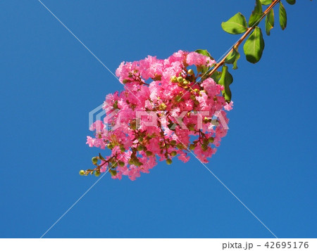 サルスベリの花 42695176