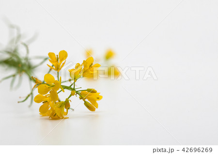 Bouquet view of canola flower on white background Bouquet view of canola flower on white background 42696269