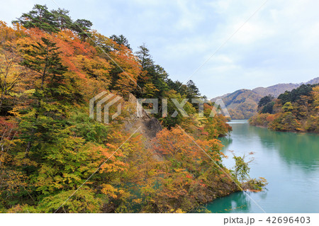 栃木県那須塩原　塩原渓谷（箒川渓谷）の紅葉（11月） 42696403