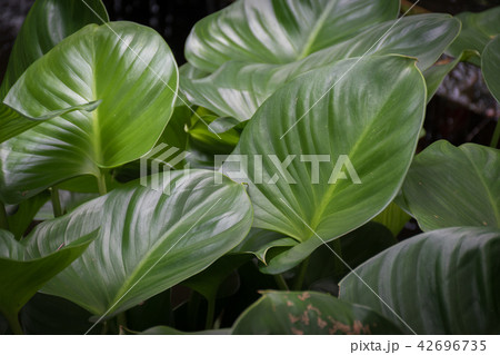 Tropical green leaves texture background. Tropical green leaves texture background. 42696735