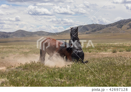 Wild Horses Fighting 42697128