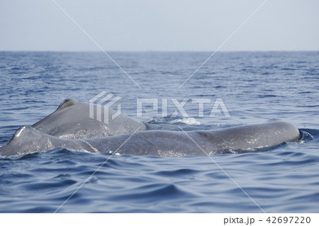 マッコウクジラ 42697220