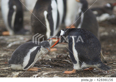 Gentoo Penguin and chick Gentoo Penguin and chick 42698156