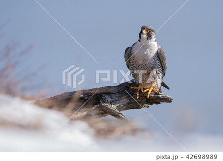 Peregrine Falcon  42698989