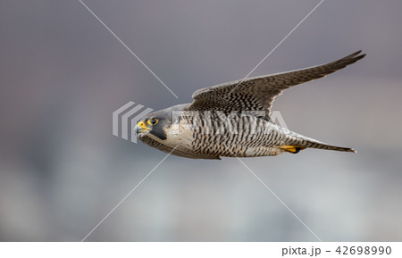 Peregrine Falcon  42698990